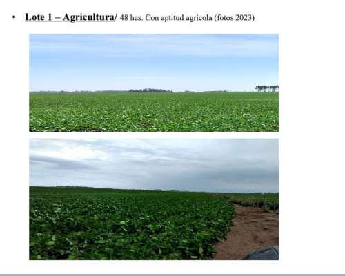 Campo 90 Hectáreas Agrícolas