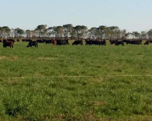 San Salvador, 721 Ha Agricolas Recrea e Invernada