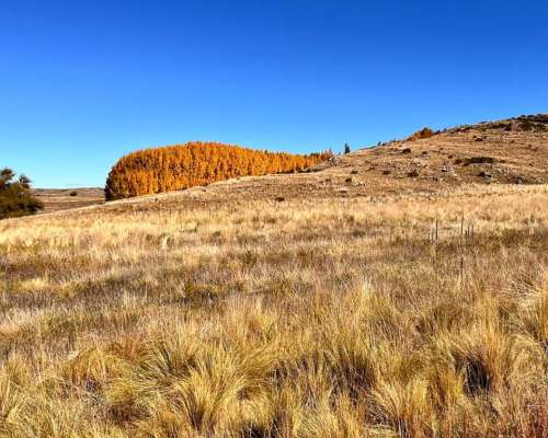 Venta Campo Ganaderas en la Carolina San Luis Paraíso