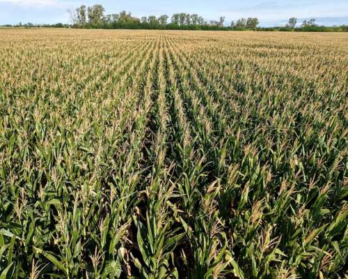 21 Has Agrícolas en San Genaro. Sobre Asfalto.