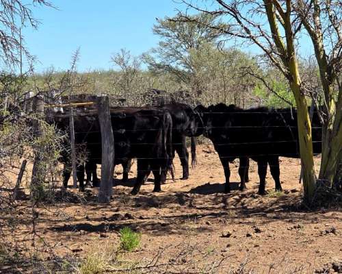 Vendo 15000 Ha en Monte Coman Mendoza