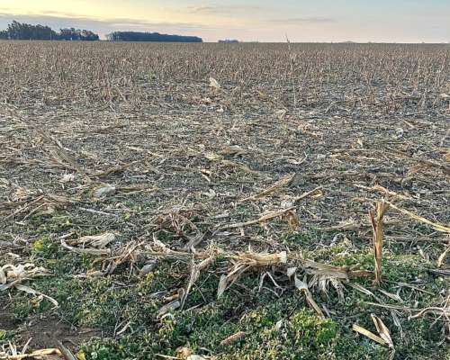 250 Ha Huinca Renanco
