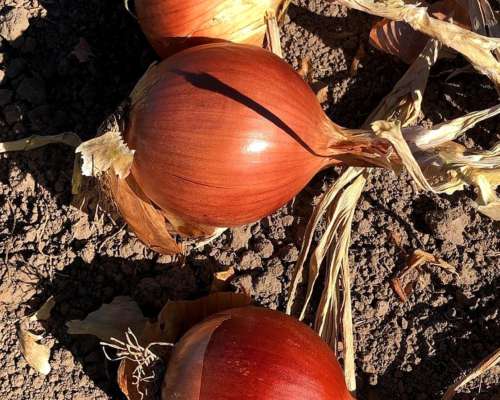 Papa y Cebolla Envíos a Todo el Pías.