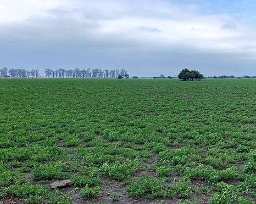 Campo a la Venta Ambrosetti - Dpto San Cristóbal - Santa FE