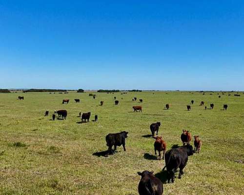 2431 Has Secano en Venta Patagones