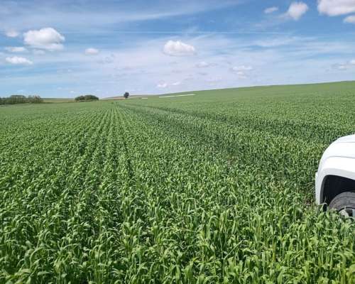 Azul Campo Agricola en Venta
