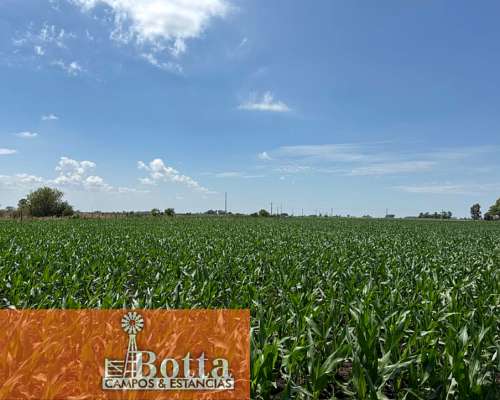 40has Mixtas en Venta en Moll, Buenos Aires