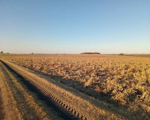 290 Ha 100 % Agrícolas. Campo de Excelencia