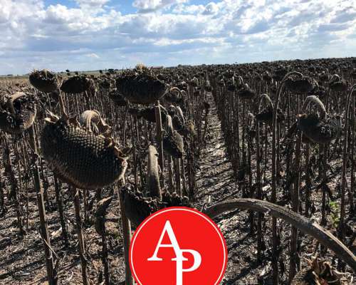 En Venta 300 HA. Metileo, la Pampa