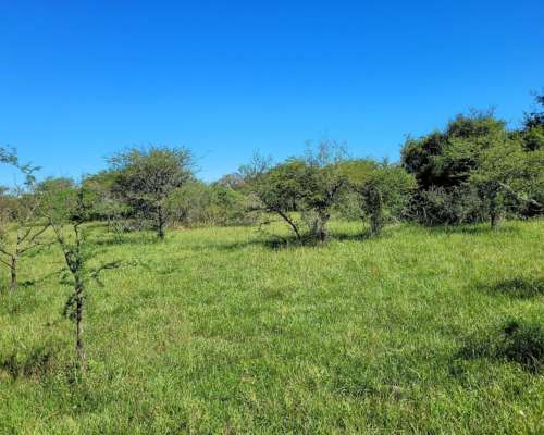 Venta 2.050 Has. en Mercedes - Corrientes