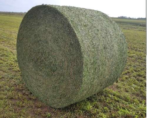 Rollos de Alfalfa de Calidad