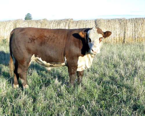 Toro Hereford Puro de Pedrigue