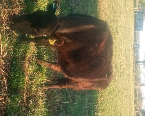 Vendo 2 Vacas Paridas