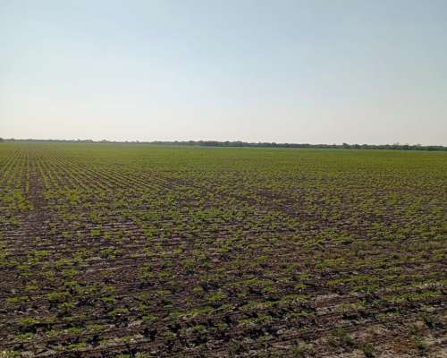 Campo Agricola en Venta 500 Has Santa Sylvina Chaco