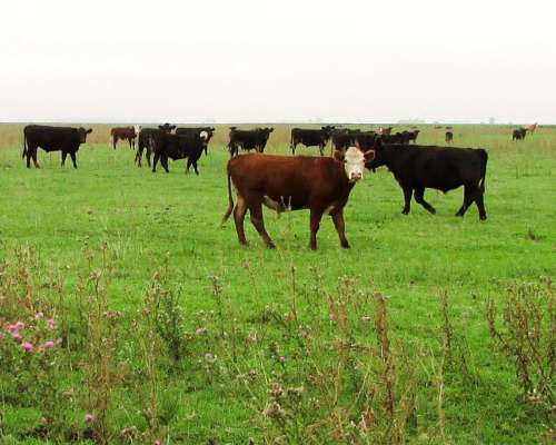 1166 Ha Mixtas Carlos Tejedor, BS. AS. Transf. Paq. Accion.