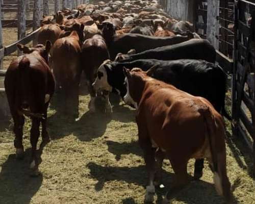 Disponible Terneros 190/200 Kg