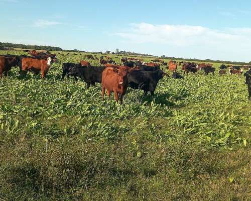 Campo Mixto 360 Hectareas