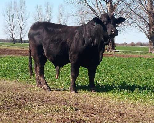 Toros Brangus y Braford