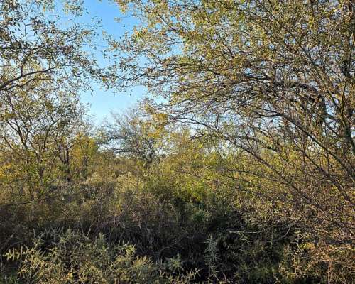 Vendo Campo en Lugones S/ Ruta 34 SGO del Estero 947 Has