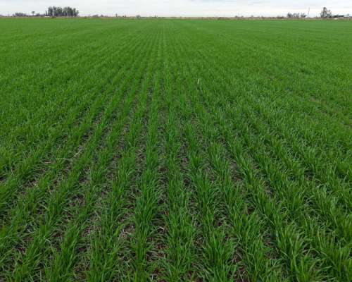596 Has - Galvez (santa FE) - Agricola/ganadero