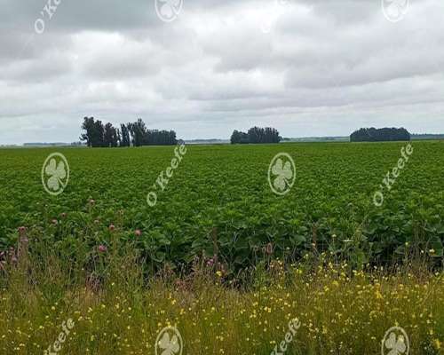 Campo en Venta 178 Has en Loberia