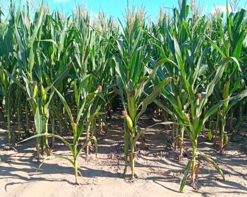 69 Ha en Venta en Monte Cristo