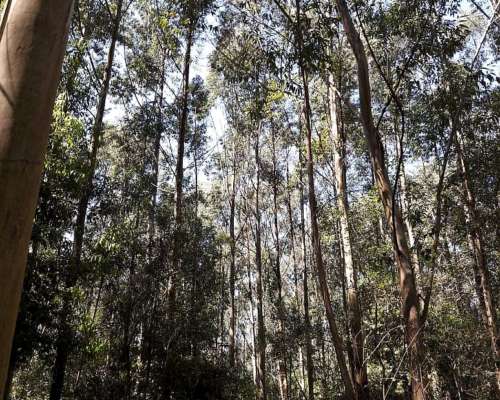 Loreto, San Miguel, Corrientes - 1.072 Ha