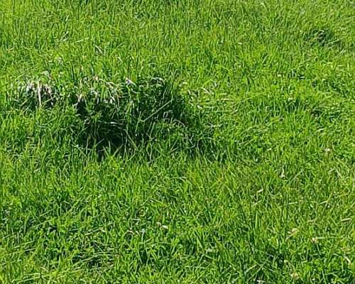 Venta Campo Ganadero 344 Ha - Dolores - Listo P/transferir