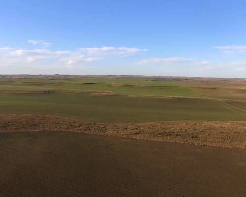 Campo Mixto 680 Has – Coronel Dorrego – Buenos Aires