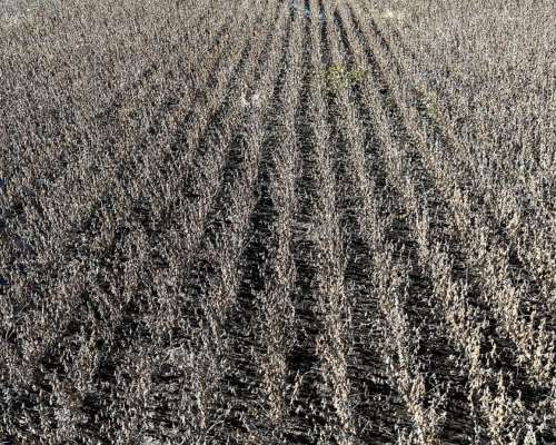 Campo 223 Ha Santa Regina, Gral. Villegas, BS. AS.