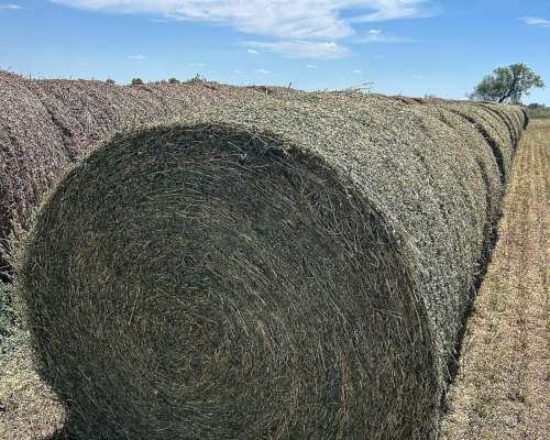 Vendo Rollos de Alfalfa