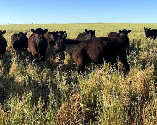 Estancia Ganadera Ideal Cria