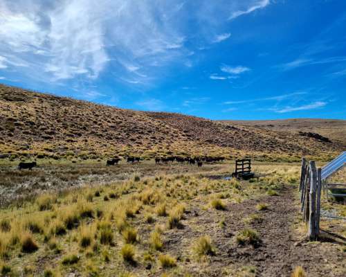 Campo Mixto en Esquel, Precordillera