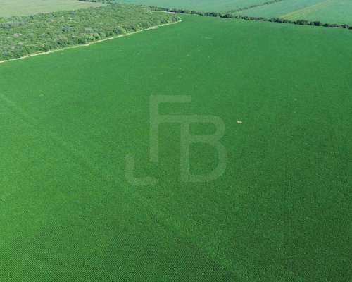 Campo Agrícola en Venta- 118 Ha en Sarmiento, Córdoba