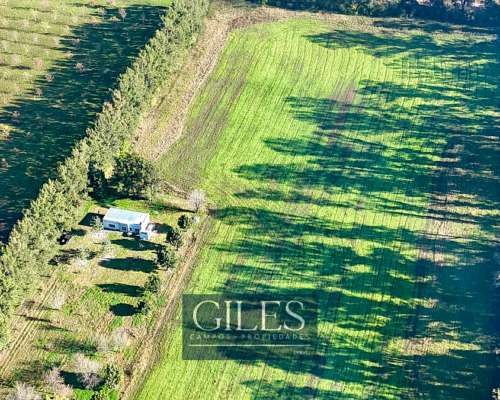 5 Hectáreas Chacra en Gobernador Castro Buenos Aires
