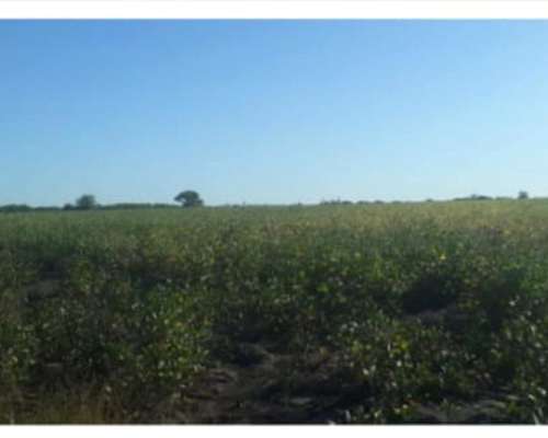92 Ha Agrícolas. R. del Tala. Cerca de Ruta 39.- Trigo 2025