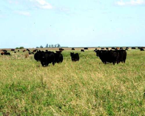 Venta de Campo Mixto 2400 Has General Lavalle, Buenos Aires.