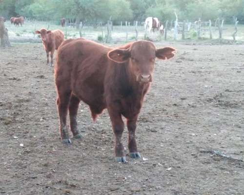 Toros Brangus Colorados-san Javier