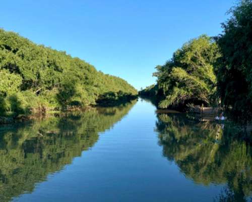 Campo Isla, en el Delta Entrerriano. Ganadero Forestal