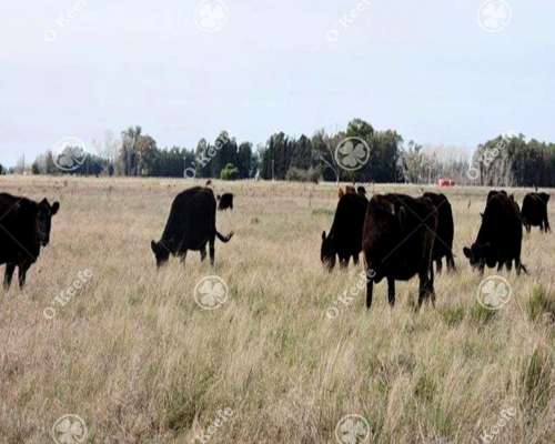 Campo en Venta 77 Has en Veronica