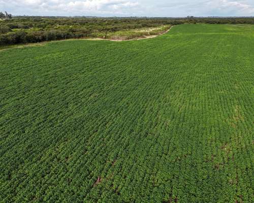 115 Has Aptitud Agrícolas SA Pereira las Colonias Santa FE