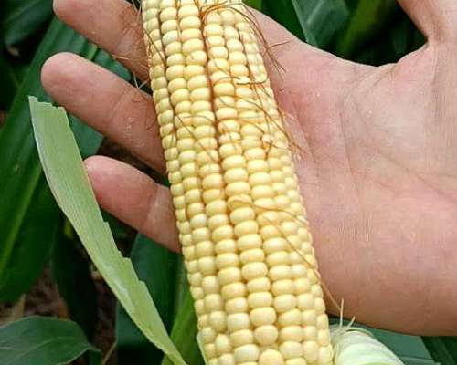 Vendo Campo en Matará