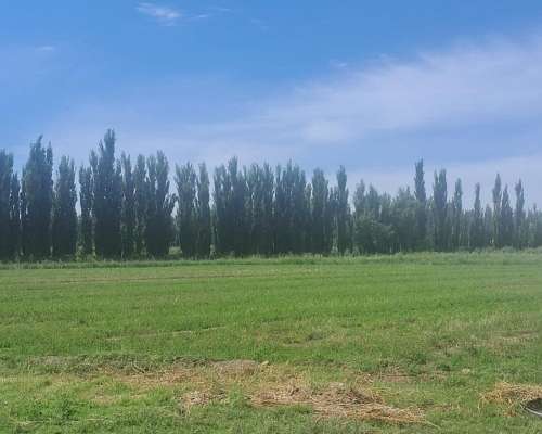 Finca en San Rafael, Mendoza