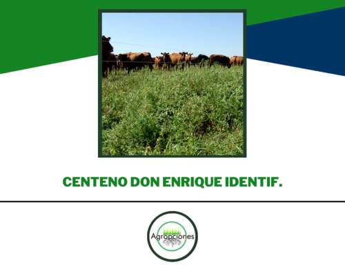 Semilla de Centeno ( Identificado ) Don Enrique