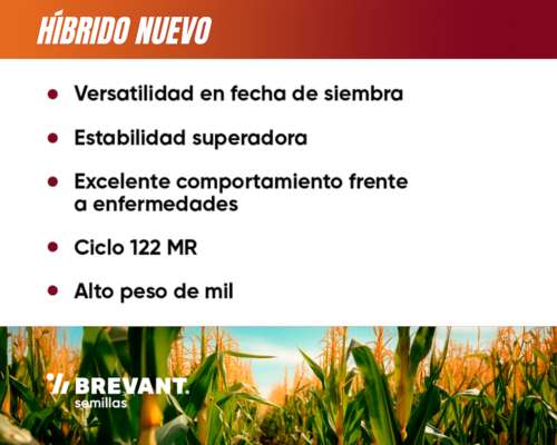 Semillas Brevant - BRV 8181 PWU