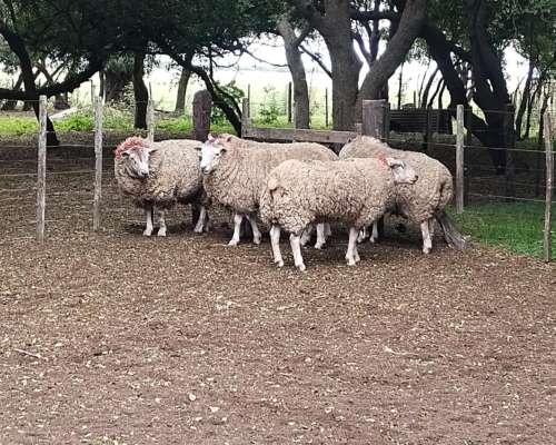 Vendo Ovinos Carneros Texel