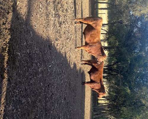 Vendo Toritos Nuevos Negros y Colorados