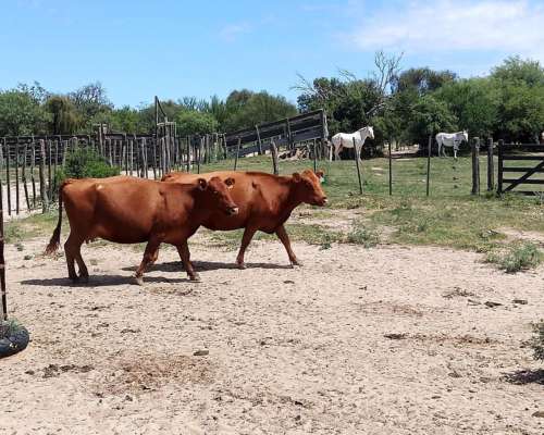 Alto Pencoso Estancia Ganadera Armada