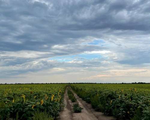 Campo Agricultura en Alquiler
