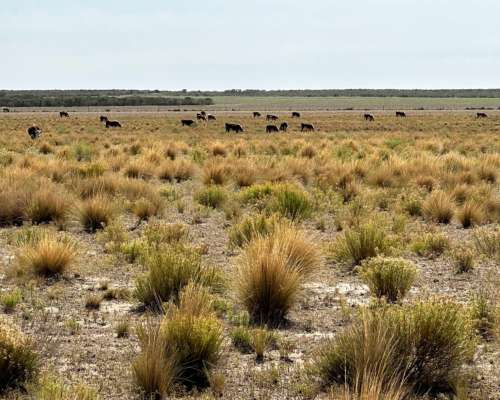 5021 Has. Patagones - Rio Negro